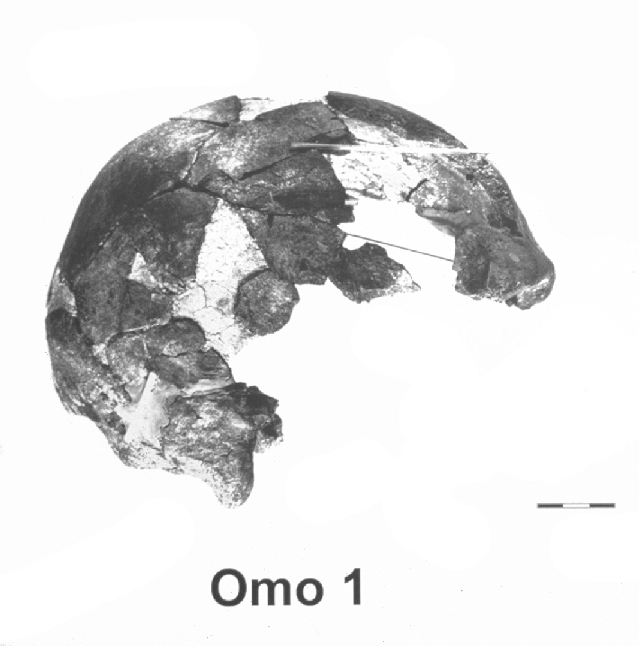 Scull from the River Omo. (Click on image to view larger.)